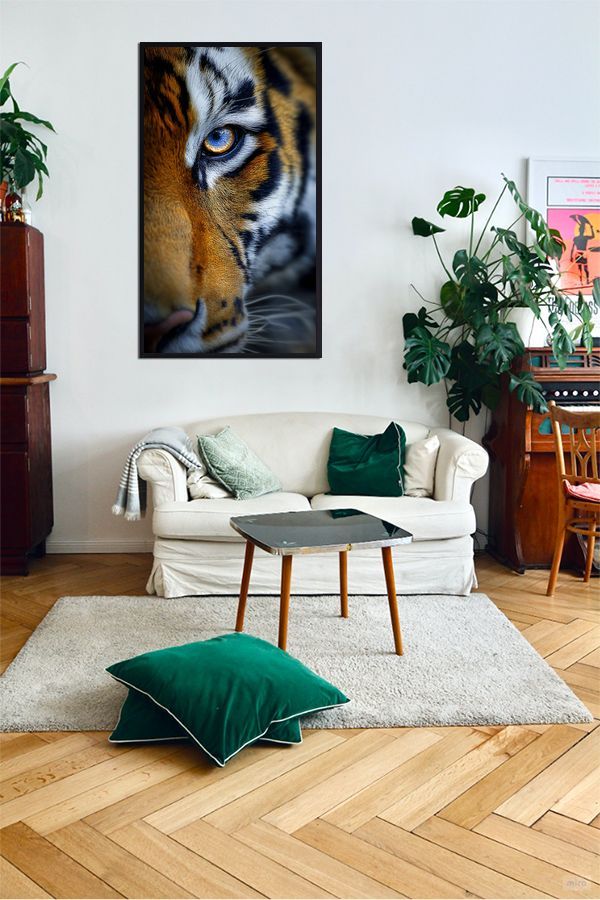 Tiger gaze